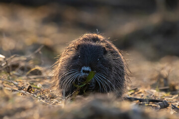 Nutria im Abendlicht