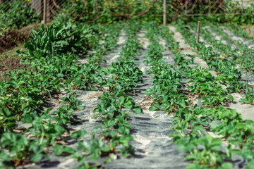 young strawberry bushes seedlings grow on a strawberry patch. gardening and strawberry cultivation concept