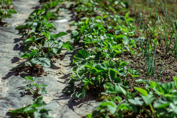 young strawberry bushes seedlings grow on a strawberry patch. gardening and strawberry cultivation concept