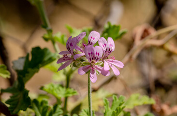 The pelargonium flower grow in the flowerbed close-up