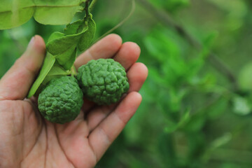 raw green bergamot on hand of farmer in growing of fruit in organic farming