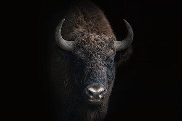 Wisent schaut aus dem dunklen Stall