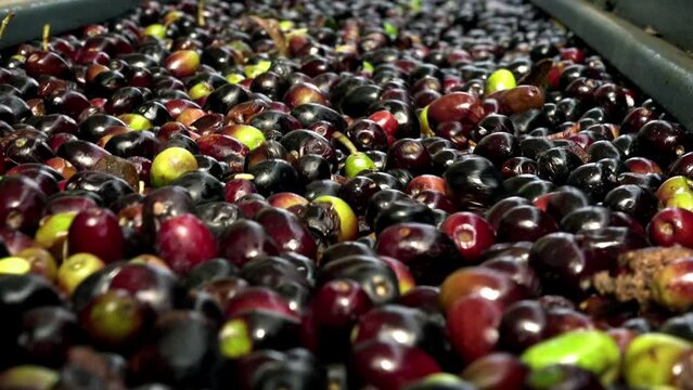 Oil mill - olive oil production - Conveyor belt constantly feeding olives into small scale olive oil mill factory for extracting extra virgin olive oil
