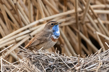 Blaukehlchen im Schilf