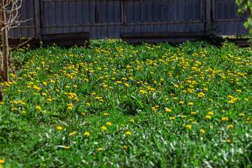 Beautiful flowers of yellow dandelions in nature in warm summer or spring on meadow in sunlight, macro. Dreamy artistic image of beauty of nature. Soft focus.