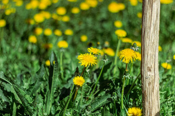 Beautiful flowers of yellow dandelions in nature in warm summer or spring on meadow in sunlight, macro. Dreamy artistic image of beauty of nature. Soft focus.