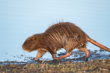 Nutria läuft am Wasser entlang