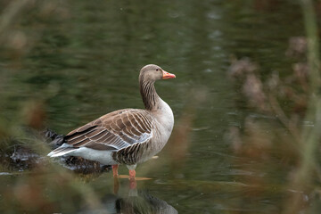 Graugans im Wasser