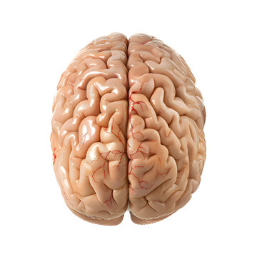 Human brain isolated on transparent background