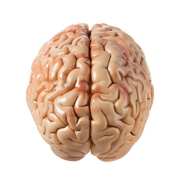 Human brain isolated on transparent background