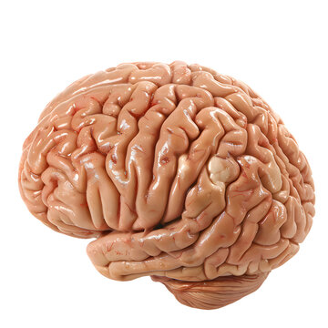Human brain isolated on transparent background