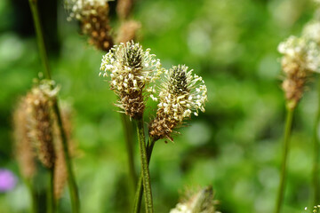 Close up flowers of ribwort plantain (Plantago lanceolata), family Plantaginaceae. A faded green...