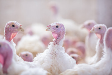 turkey farm. turkey close-up. turkey rearing concept