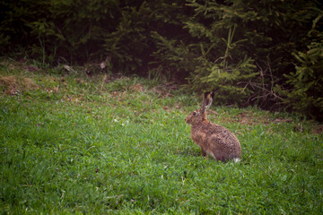 a european hare, lepus europaeus, on a mountain meadow at a spring morning