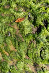 Algae moss texture on rocks at the beach Awhitu, Waiuku, Auckland, New Zealand.