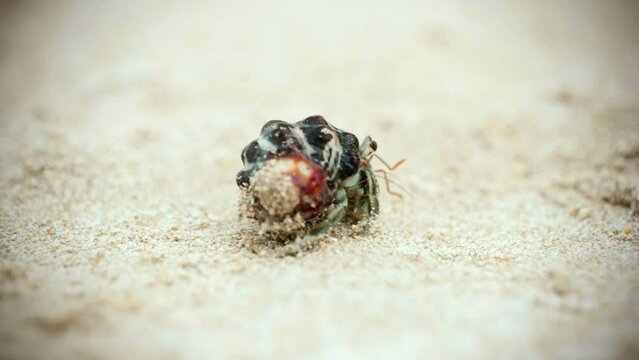 4K Cinematic macro wildlife footage of a hermit crab eating and walking on the beach in slow motion
