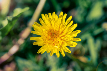 Yellow flowers of dandelions in green backgrounds. Spring and summer background, Australia native plants