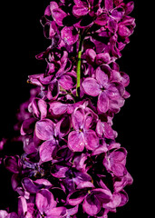 Blooming dark purple lilac on a black background