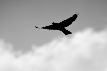 Black silhouette of pigeon flying in gray sky