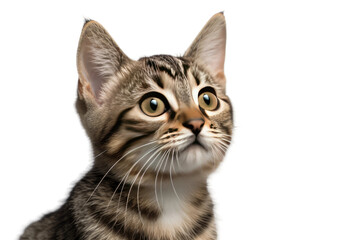 Whisker Whispers on White or PNG Transparent Background.