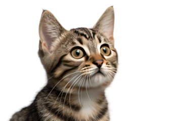 Whisker Whispers on White or PNG Transparent Background.