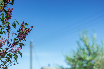 Spring branch of blossoming lilac
