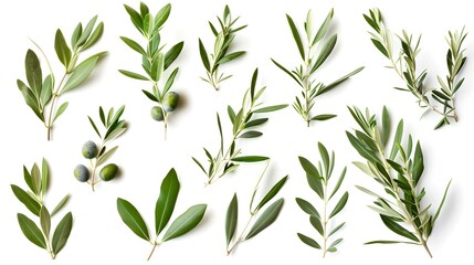 Fototapeta premium Variety of Fresh Olive Branches on White Background. Perfect for Botanical Themes. Lush Mediterranean Foliage. AI