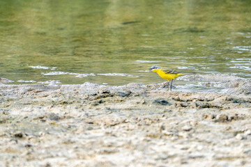 yellow wagtail bird with water