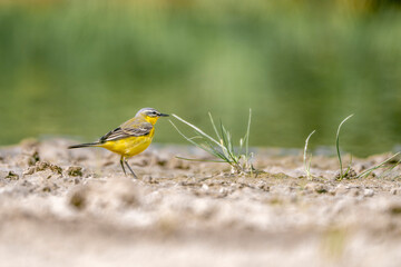 yellow wagtail bird with water