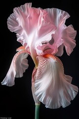 a photograph of a delicate pink iris, Chiaroscuro style lighting, Generate AI.