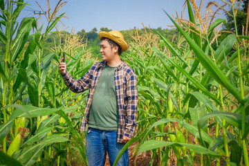 Farmer Using tablet or smartphone technology in Cornfield. Modern agriculture concept. Smart farming in the countryside. 