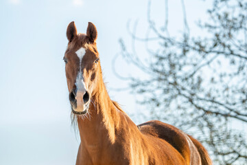 beautiful chestnut horse with winter coat in paddock paradise living free and happy