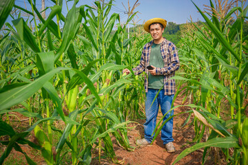 Farmer Using tablet or smartphone technology in Cornfield. Modern agriculture concept. Smart farming in the countryside. 