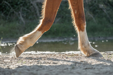 horse feet hoof walking with beautiful backlight