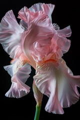 a photograph of a delicate pink iris, Chiaroscuro style lighting, Generate AI.