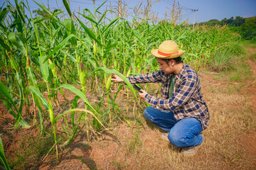 Farmer Using tablet or smartphone technology in Cornfield. Modern agriculture concept. Smart farming in the countryside. 
