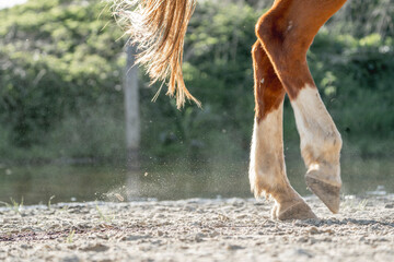 horse feet hoof walking with beautiful backlight