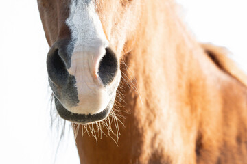 beautiful horse nose detail close shot photography