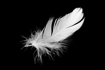 white feather of a goose on a black background