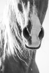 beautiful horse nose detail close shot photography