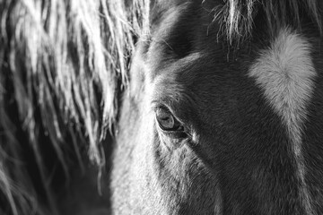beautiful older chestnut horse eye detail close-up
