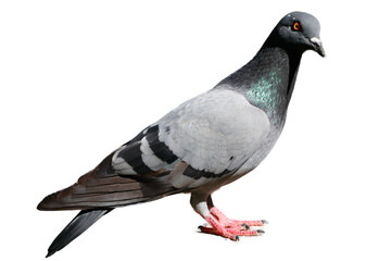 Close-up of a rock pigeon with gray and black feathers, orange eye, and red feet isolated on white background