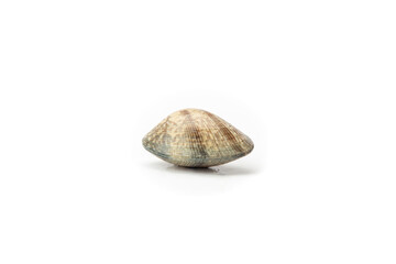 A single seashell with natural brown patterns isolated against a white background, portraying simplicity and marine life