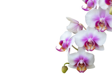 Orchid on white background, isolated, removed background 