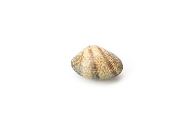 A single seashell with natural brown patterns isolated against a white background, portraying simplicity and marine life