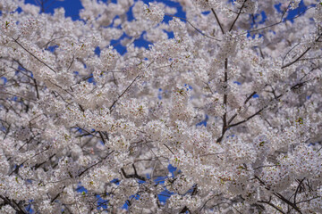 Branches of blossoming cherry on blue sky background. Spring photo of blossom spring nature. White flowers the fruit tree. Cherry blossoms white flowers against a blue sky.