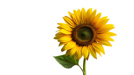 Obraz premium Sunflower single flower isolate on background