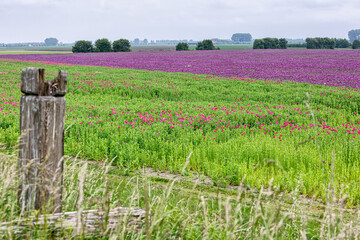 Colorful landscape in the polder with a field full of red and purple flowering poppies.