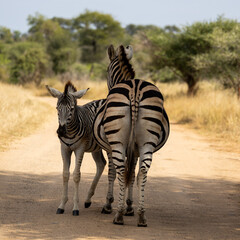 a soon-to-be zebra mother and her foal