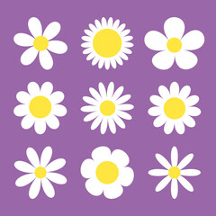 White chamomile icon. Daisy Camomile set. Cute round flower head plant collection. Growing concept. Simple flat design. Nature childish style. Love card symbol. Isolated. Violet background. Vector